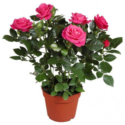 MİNYATÜR GÜL FİDANI PEMBE - 3 ADET