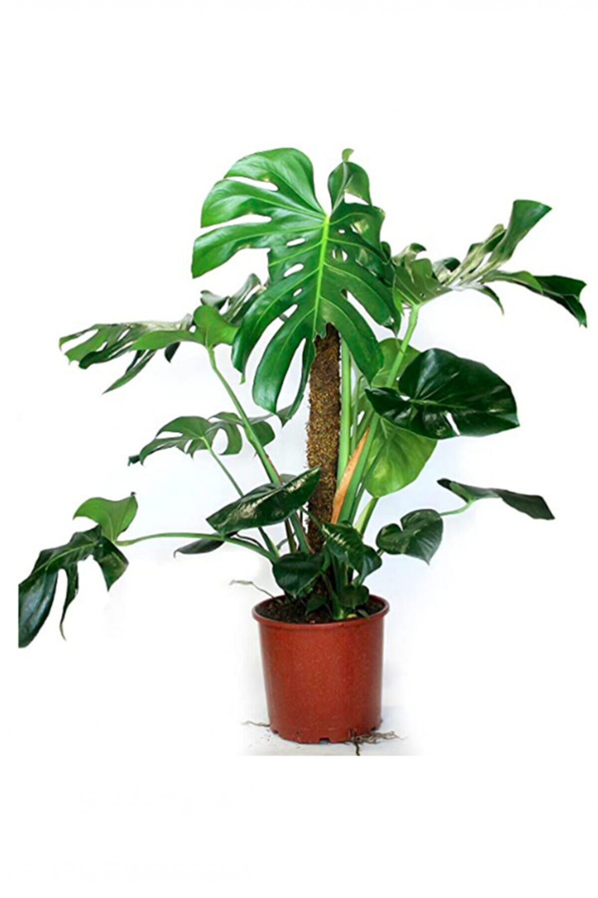 MONSTERA YOSUN GÖVDELİ DEVE TABANI 80-100 cm