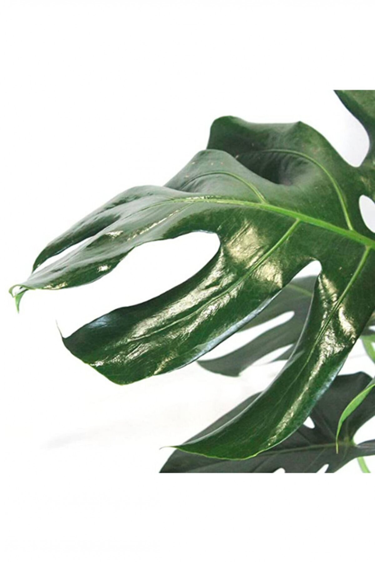 MONSTERA YOSUN GÖVDELİ DEVE TABANI 80-100 cm