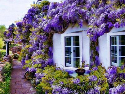MOR SALKIM FİDANI 2 ADET - Wisteria Sinensis