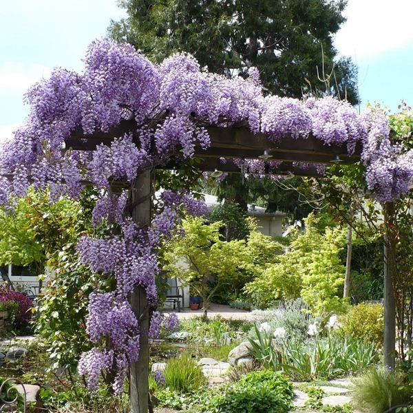 MOR SALKIM FİDANI 3 ADET - Wisteria Sinensis