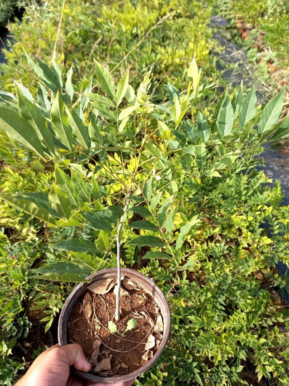 MOR SALKIM FİDANI 3 ADET - Wisteria Sinensis