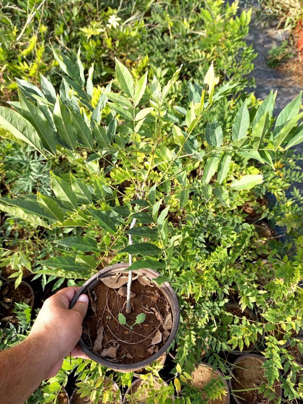 MOR SALKIM FİDANI 3 ADET - Wisteria Sinensis