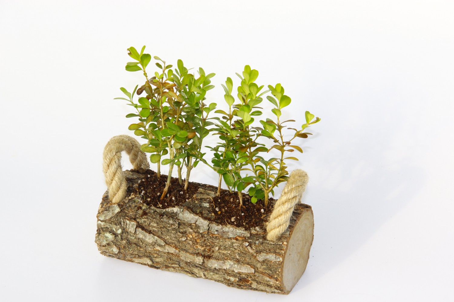 OFİS BİTKİSİ BUXUS 2 ADET - TWİN SET HEDİYELİK