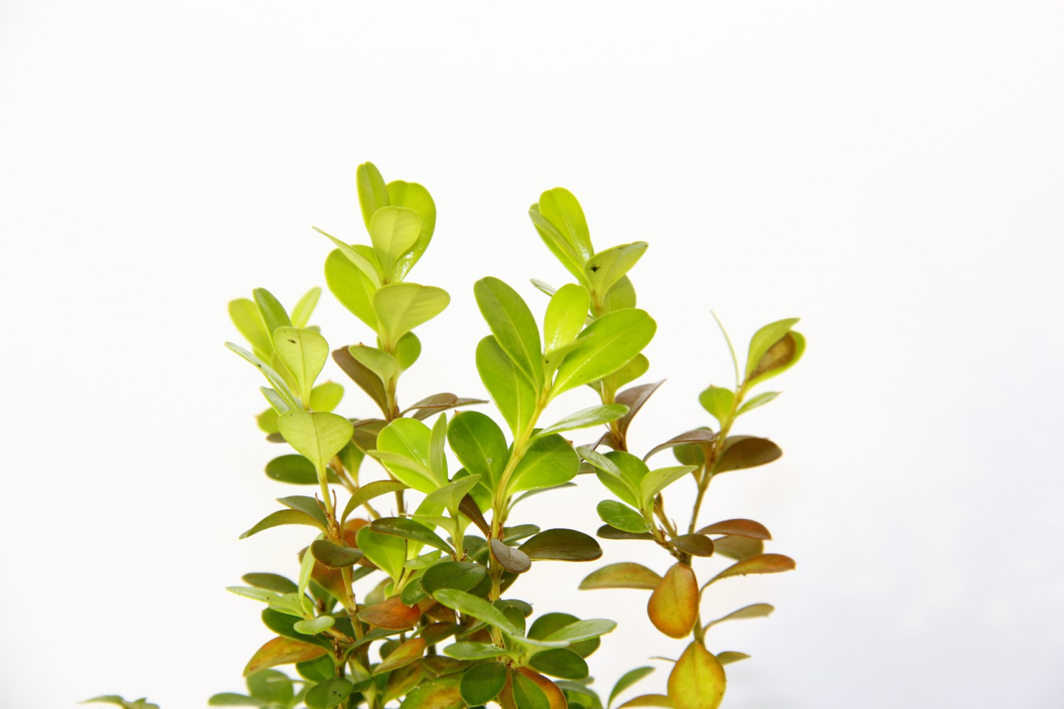 OFİS BİTKİSİ BUXUS 3 ADET - AHŞAP KUPA SAKSIDA HEDİYELİK