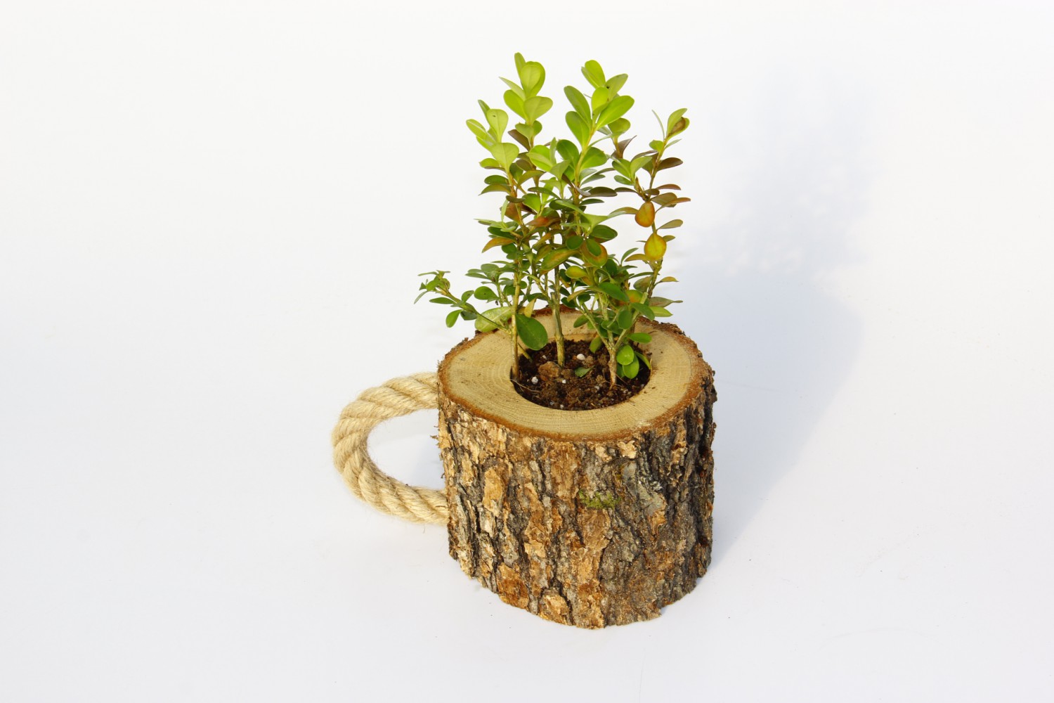 OFİS BİTKİSİ BUXUS 5 ADET - AHŞAP KUPA SAKSIDA HEDİYELİK