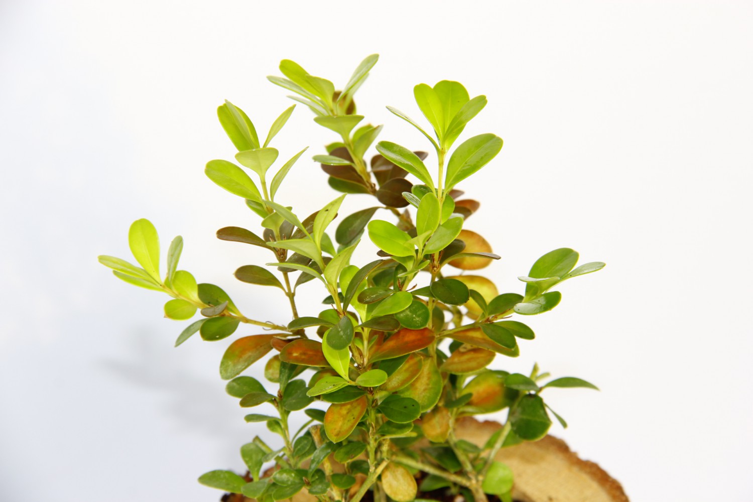 OFİS BİTKİSİ BUXUS 5 ADET - AHŞAP KUPA SAKSIDA HEDİYELİK