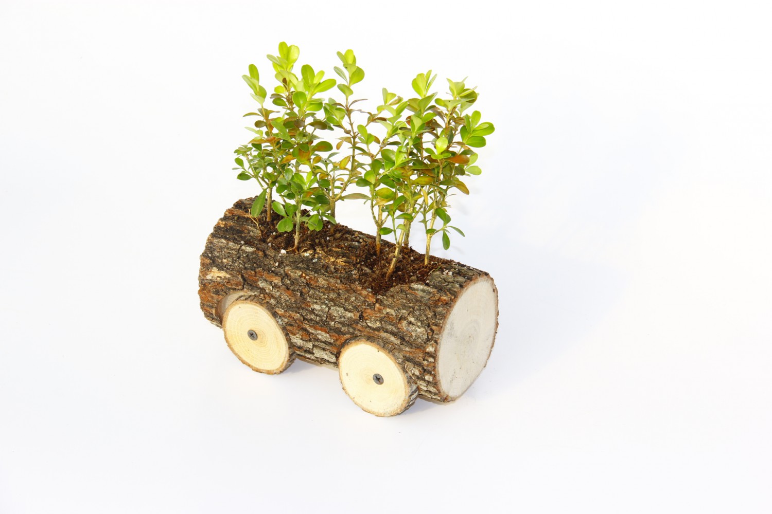 OFİS BİTKİSİ BUXUS - AHŞAP ARABA SAKSIDA HEDİYELİK