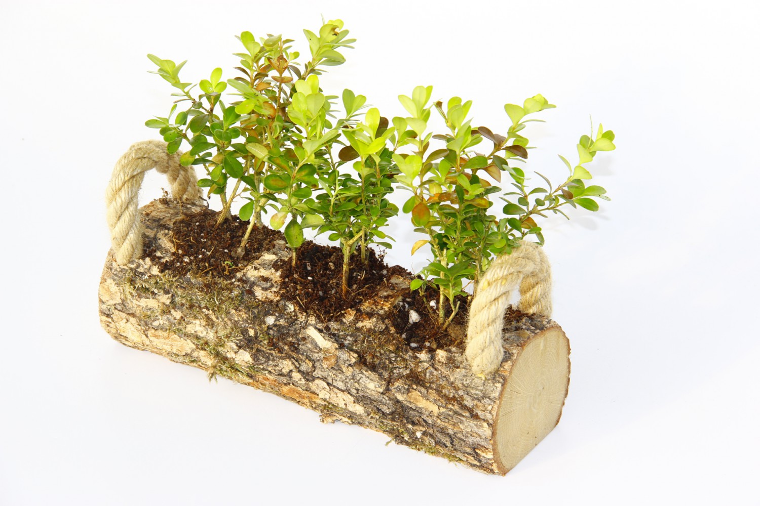 OFİS BİTKİSİ BUXUS 2 ADET - TRİO  SET HEDİYELİK