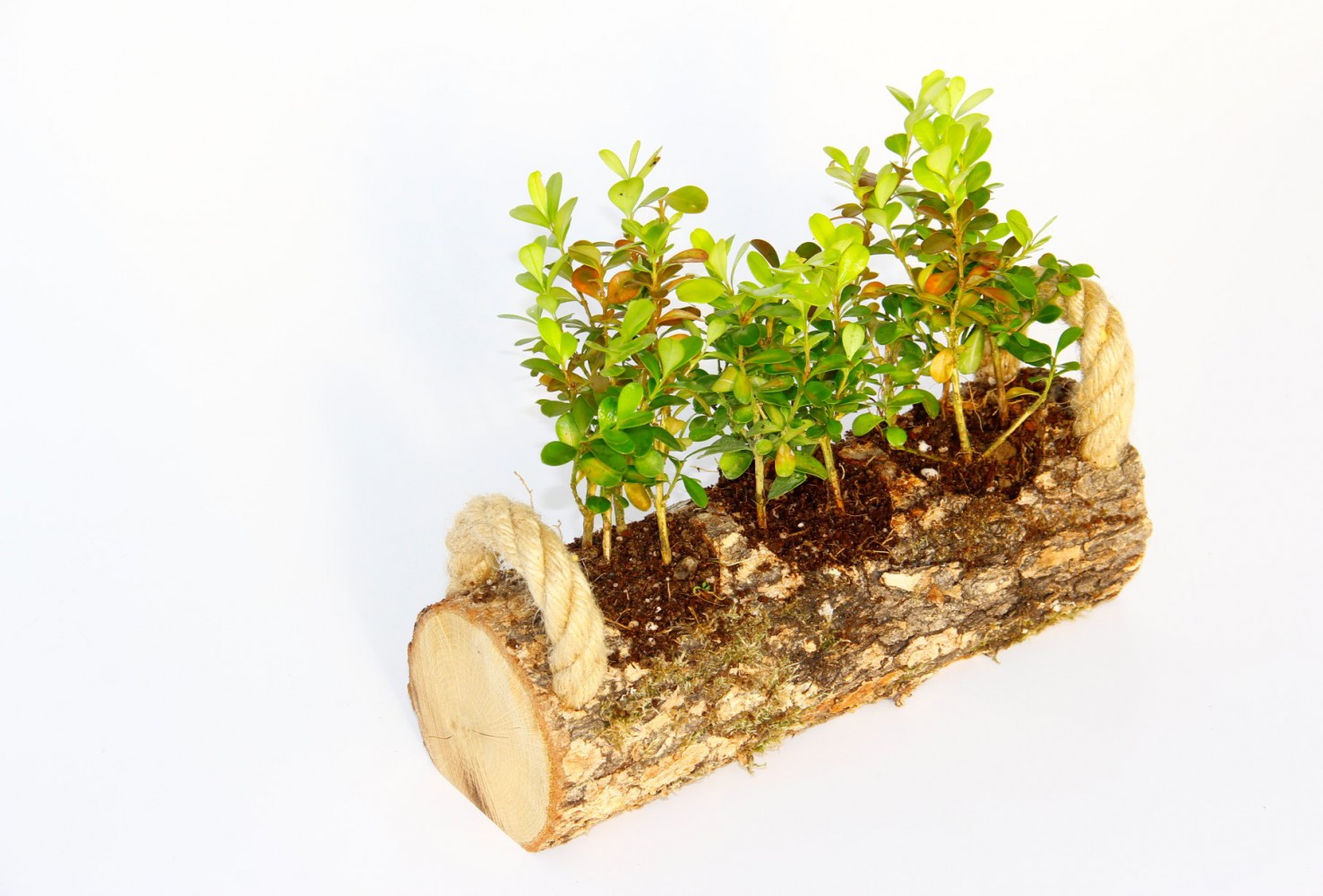 OFİS BİTKİSİ BUXUS 2 ADET - TRİO  SET HEDİYELİK