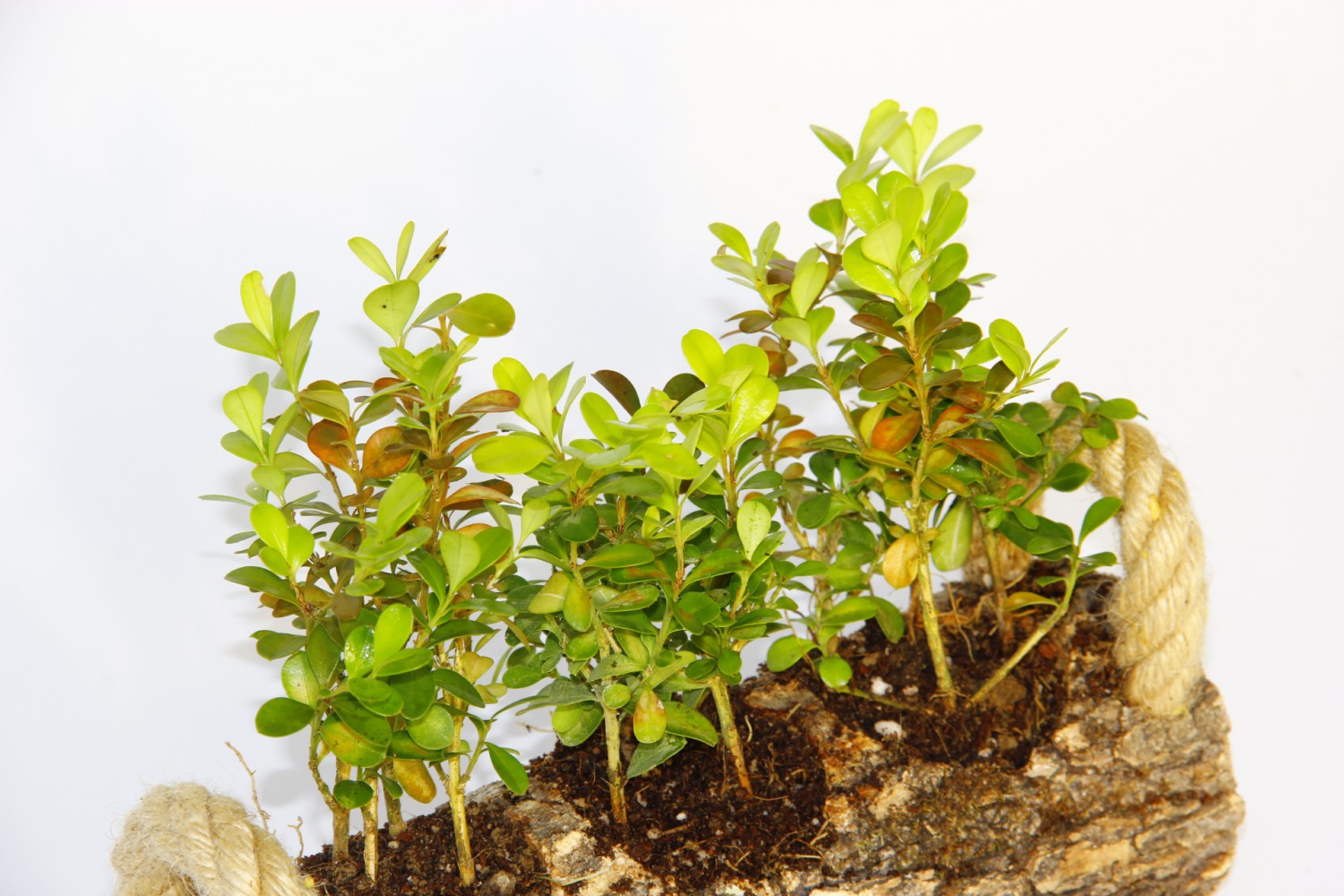 OFİS BİTKİSİ BUXUS 2 ADET - TRİO  SET HEDİYELİK