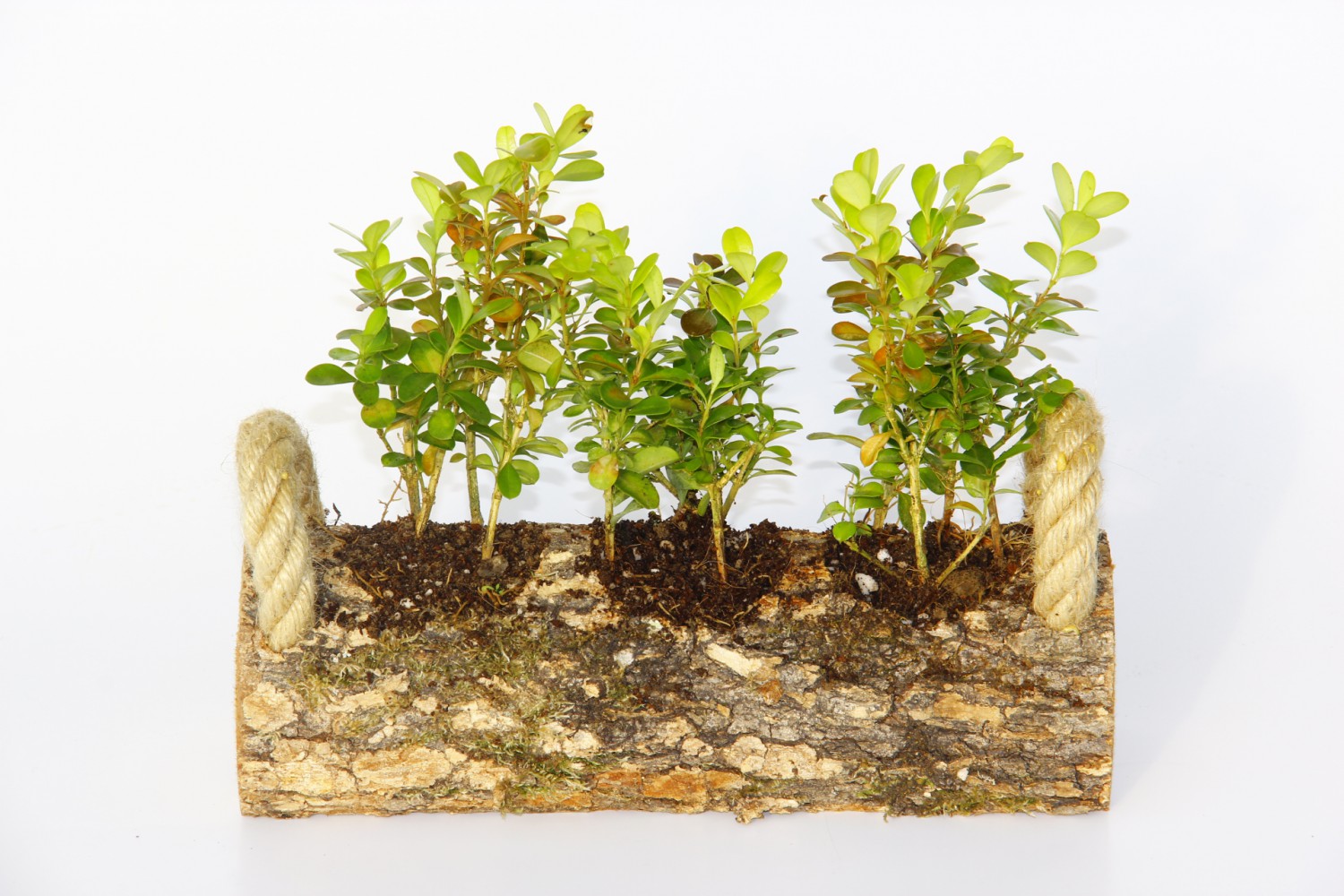 OFİS BİTKİSİ BUXUS 3 ADET - TRİO SET HEDİYELİK