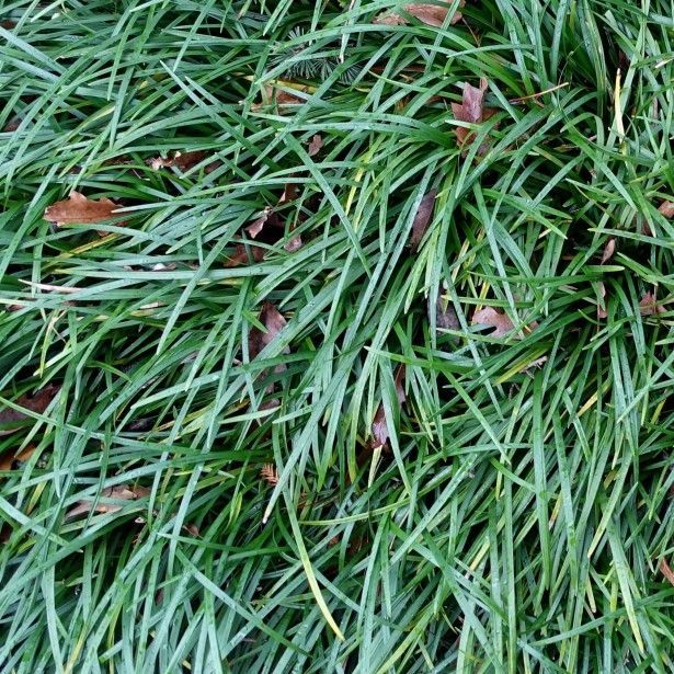 OSMANLI ÇİMİ 200 ADET - GÖLGE ÇİMİ OSMANLI ÇİMİ 200 ADET - GÖLGE ÇİMİ