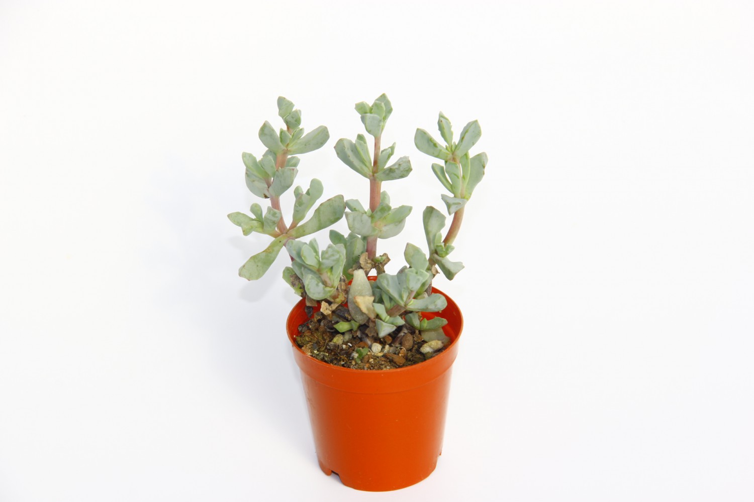 PEMBE BUZ ÇİÇEĞİ 10 ADET - Oscularia Deltoides