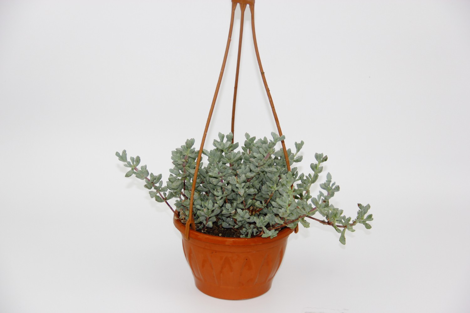 PEMBE BUZ ÇİÇEĞİ 2 ADET - ASKILI SAKSIDA HEDİYELİK