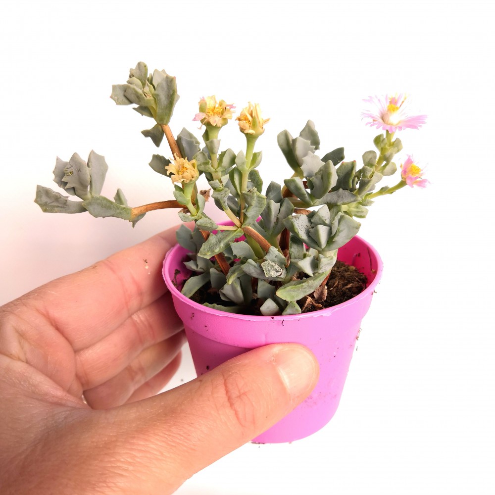 PEMBE BUZ ÇİÇEĞİ 5 ADET - Oscularia Deltoides