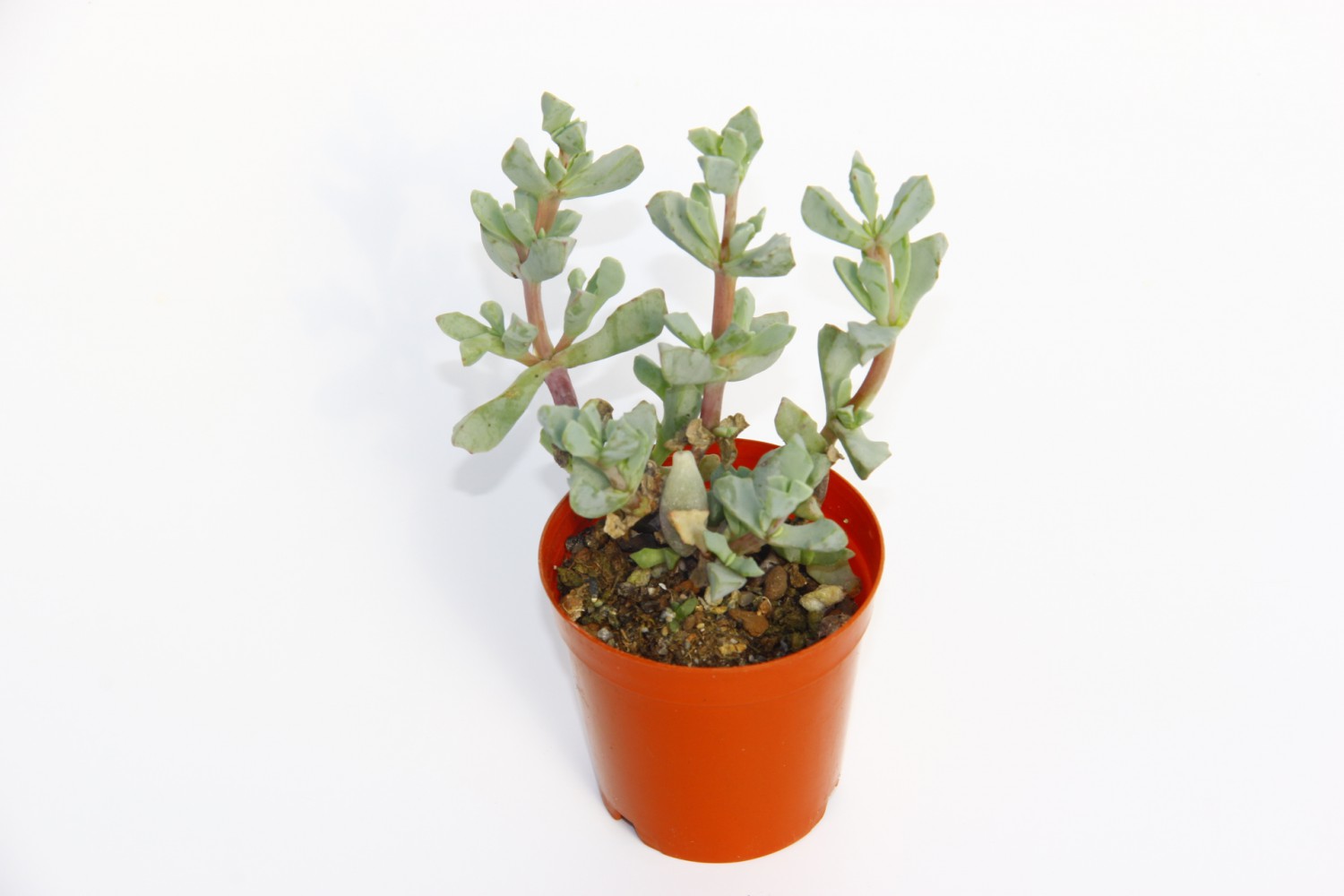 PEMBE BUZ ÇİÇEĞİ 5 ADET - Oscularia Deltoides