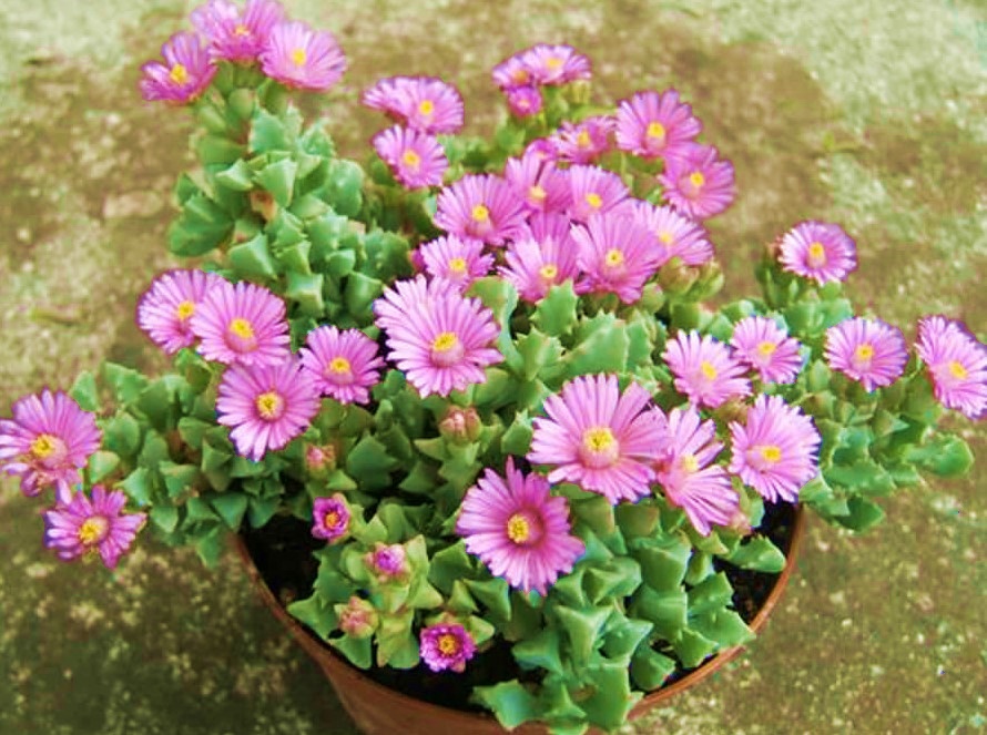 PEMBE BUZ ÇİÇEĞİ - ASKILI SAKSIDA HEDİYELİK