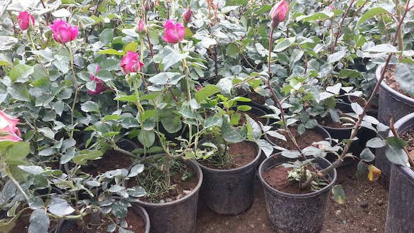 PEMBE GÜL FİDANI 20 ADET - YEDİVEREN SAKSILI GÜL
