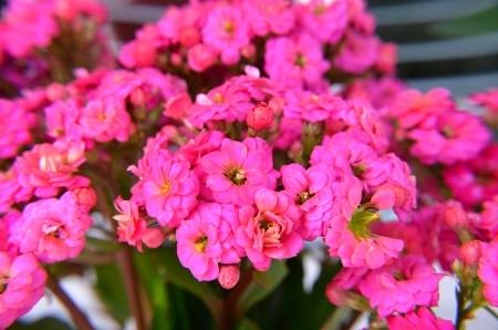 PEMBE KALANŞO ÇİÇEĞİ 3 ADET