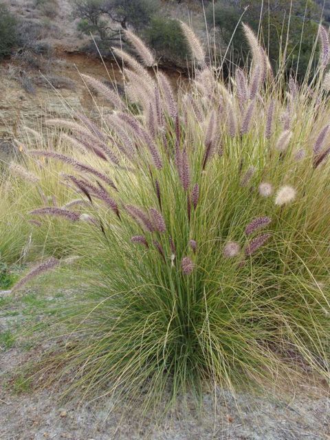 PENNİSETUM OTSU BİTKİ 20 ADET