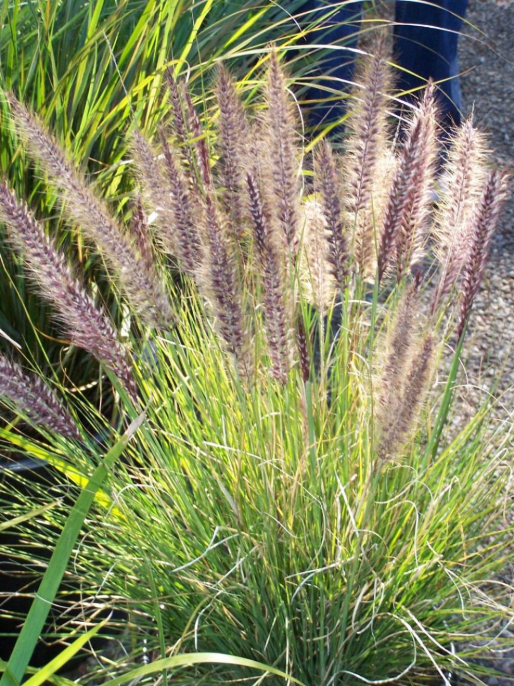 PENNİSETUM OTSU BİTKİ 20 ADET