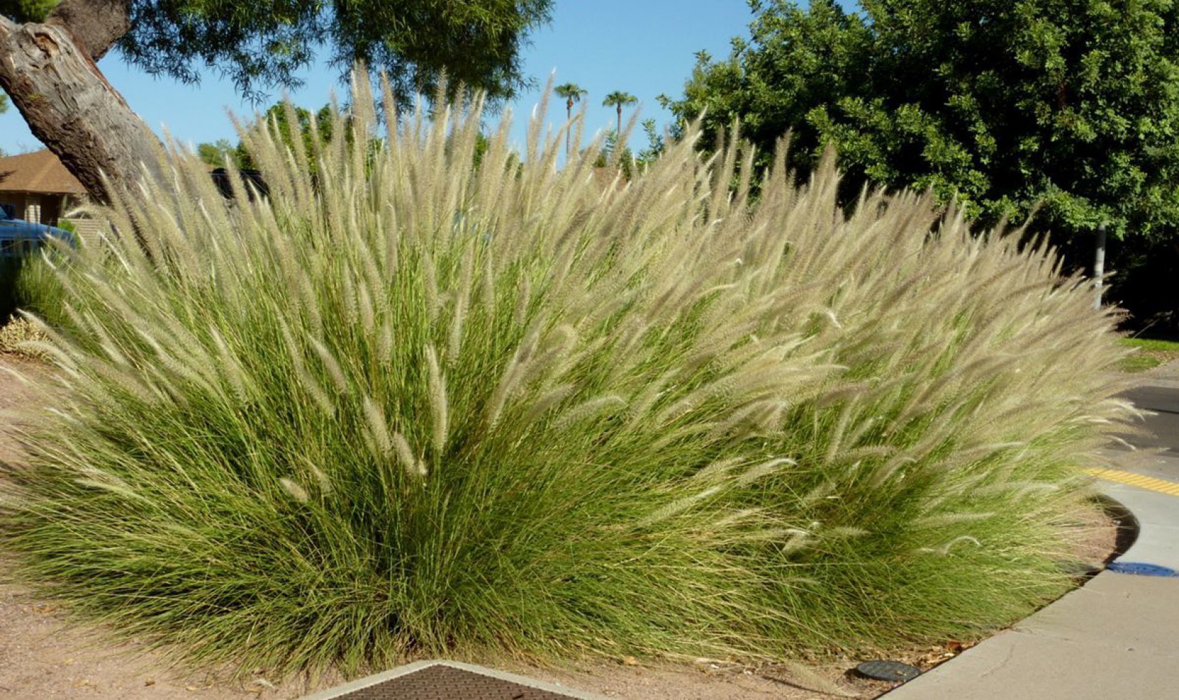 PENNİSETUM OTSU BİTKİ 20 ADET