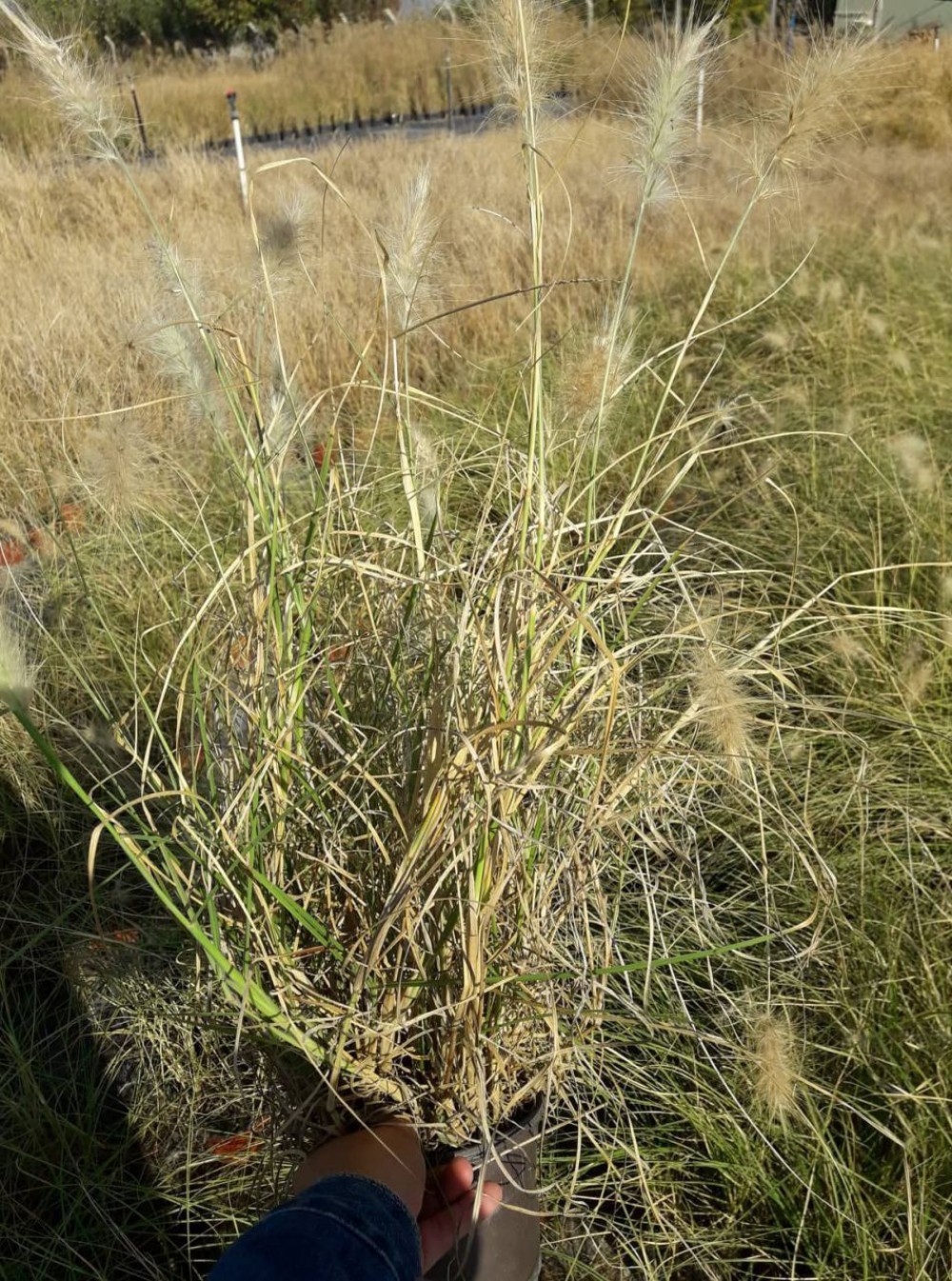 PENNİSETUM OTSU BİTKİ 20 ADET