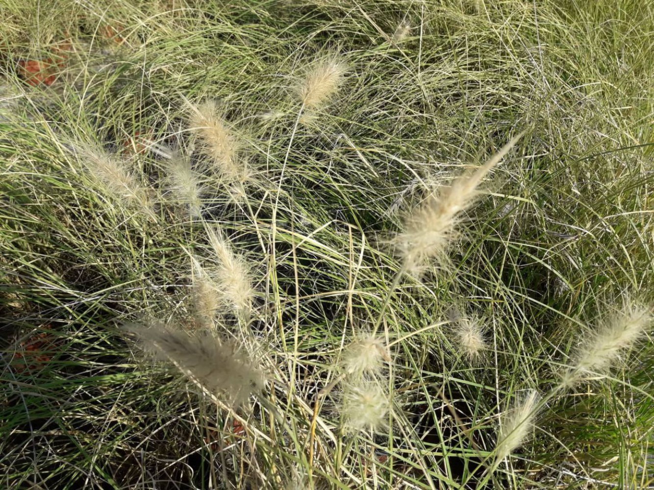 PENNİSETUM OTSU BİTKİ 5 ADET