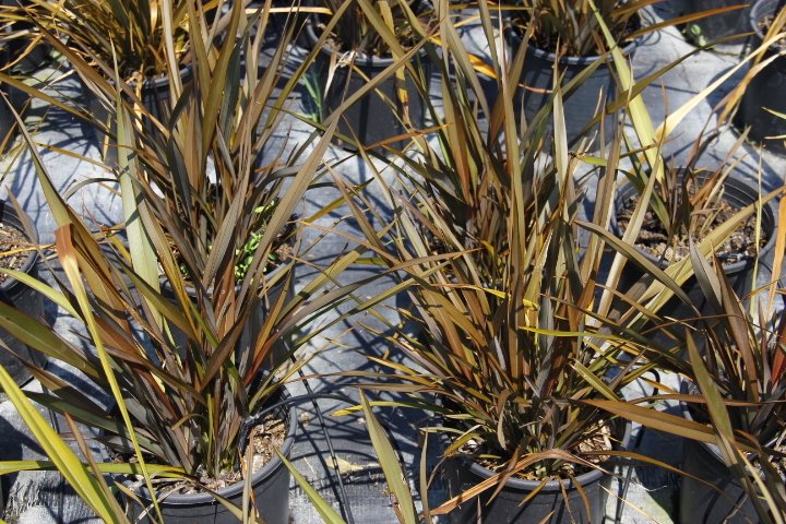PHORMIUM TENAX 3 ADET - TROPİK SAZ BİTKİSİ - Bordo Renkli