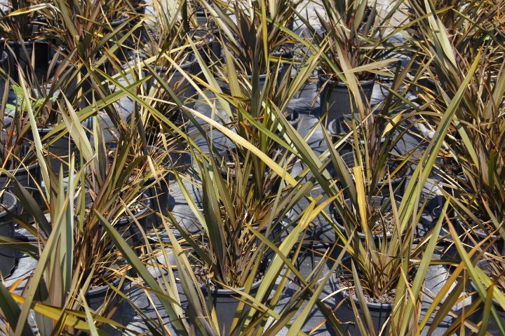 PHORMIUM TENAX 3 ADET - TROPİK SAZ BİTKİSİ - Bordo Renkli