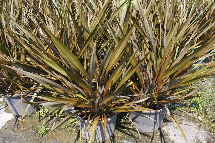 PHORMIUM TENAX 5 ADET - TROPİK SAZ BİTKİSİ - Bordo Renkli