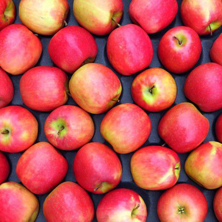 PİNK LADY ELMA FİDANI - 1 Adet Aşılı ve Tüplü