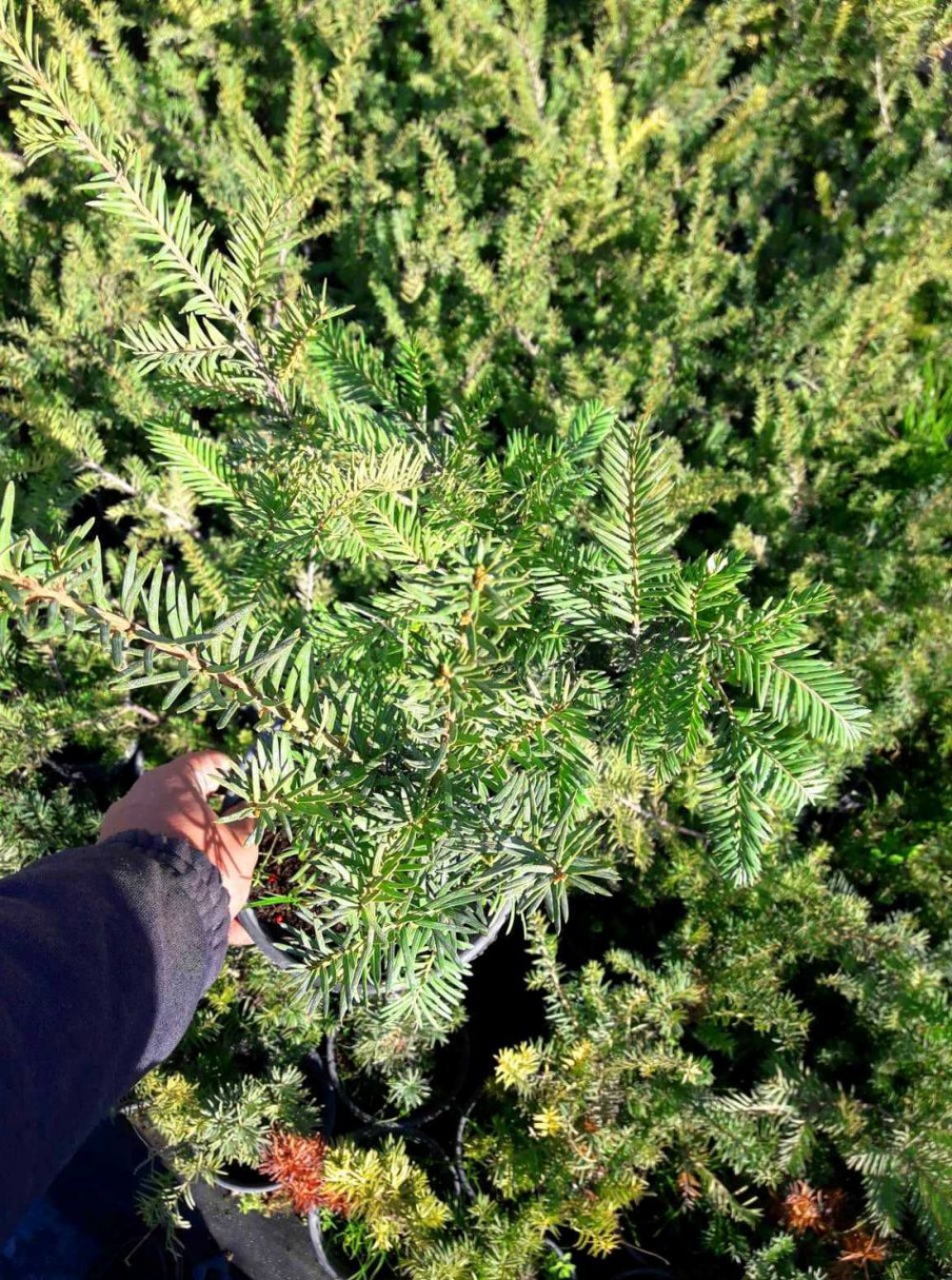 PORSUK FİDANI 5 ADET - Taxus Baccata