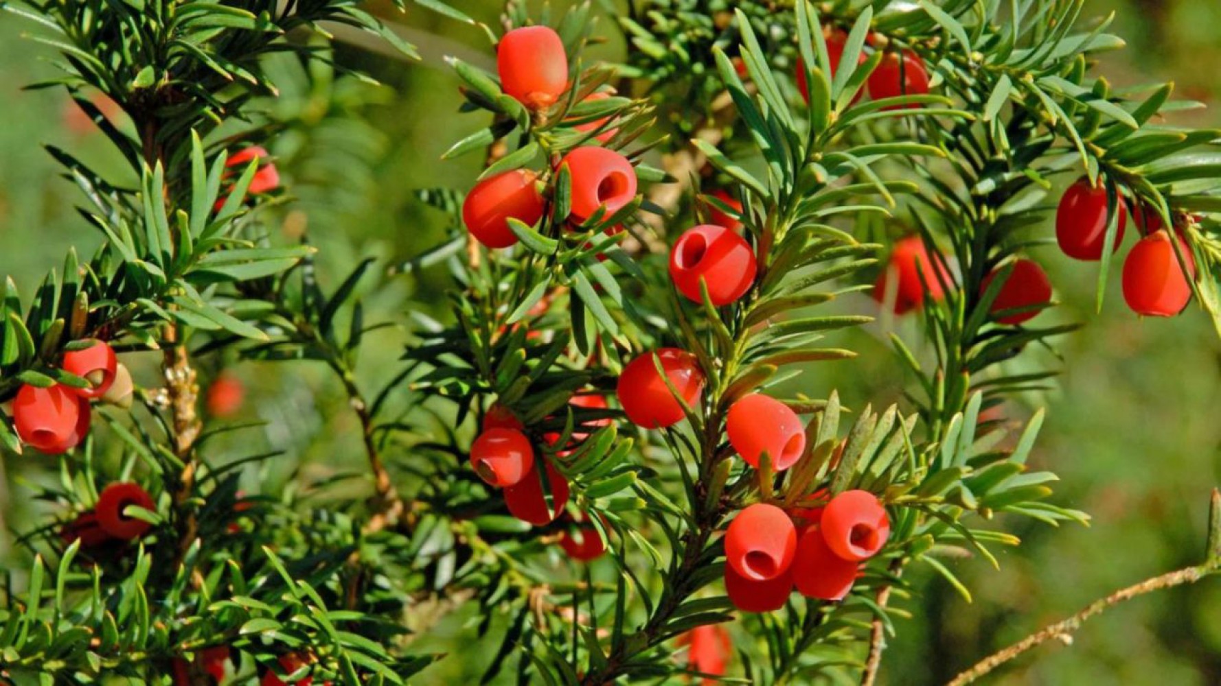 PORSUK FİDANI 5 ADET - Taxus Baccata
