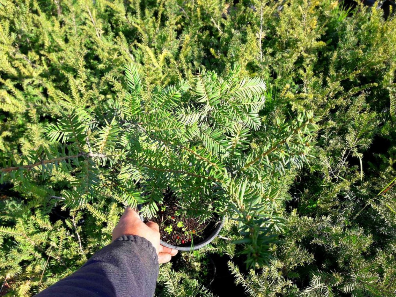 PORSUK FİDANI 5 ADET - Taxus Baccata