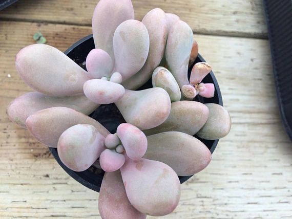 Pachyphytum Oviferum - 5 ADET SUKULENT - TERARYUM BİTKİSİ
