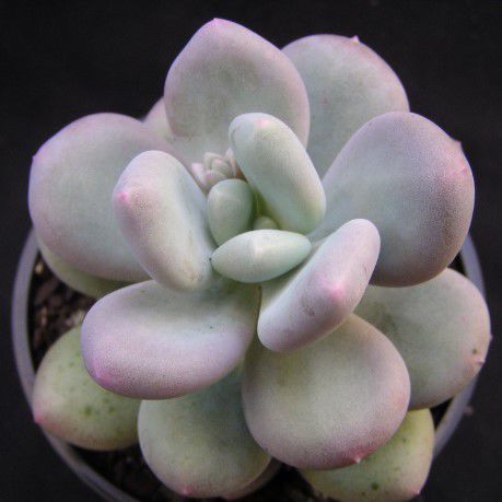Pachyphytum Oviferum - 5 ADET SUKULENT - TERARYUM BİTKİSİ