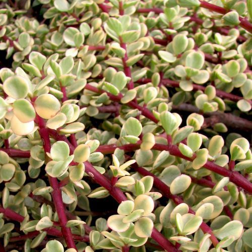 Portulacaria Afra Variegata - 5 ADET SUKULENT - TERARYUM BİT