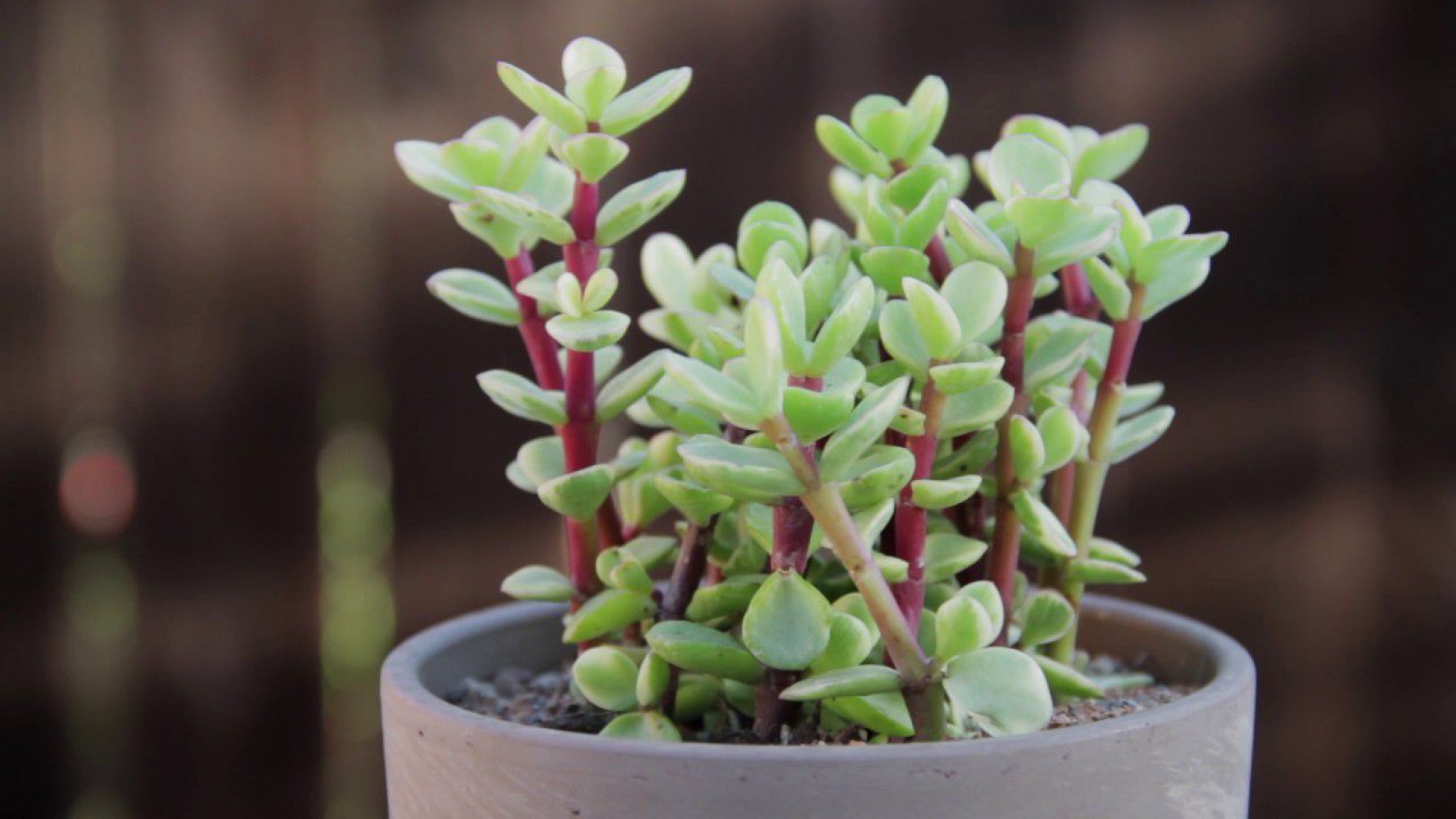 Portulacaria Afra Variegata - 50 ADET SUKULENT - TERARYUM Bİ