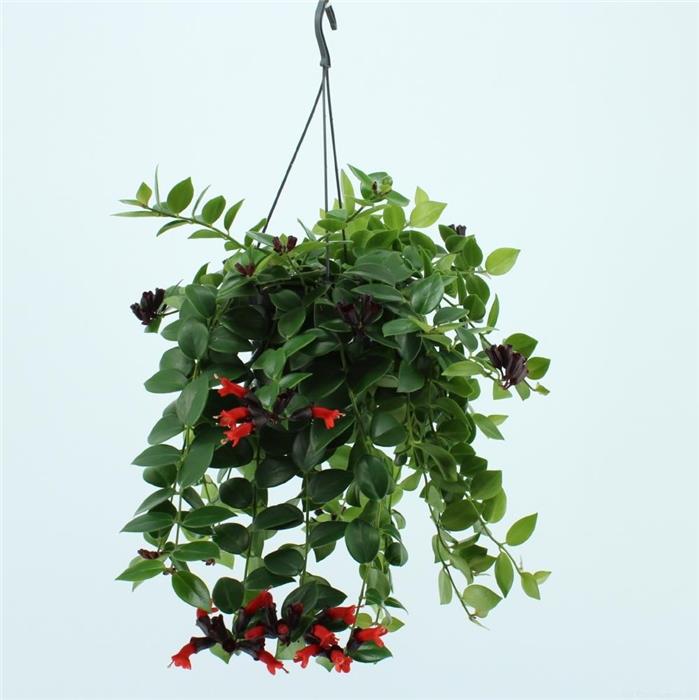 RUJ ÇİÇEĞİ 5 ADET - ASKILI SAKSIDA HEDİYELİK RUJ ÇİÇEĞİ 5 ADET - ASKILI SAKSIDA HEDİYELİK