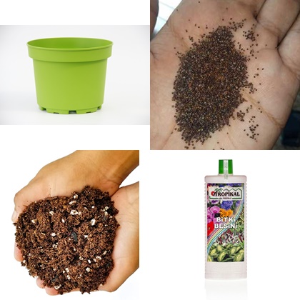 SAKSIDA DEREOTU SETİ - Mutfakta Evde Dereotu Yetiştirin SAKSIDA DEREOTU SETİ - Mutfakta Evde Dereotu Yetiştirin