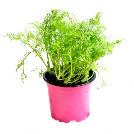 SAKSIDA DEREOTU SETİ - Mutfakta Evde Dereotu Yetiştirin SAKSIDA DEREOTU SETİ - Mutfakta Evde Dereotu Yetiştirin