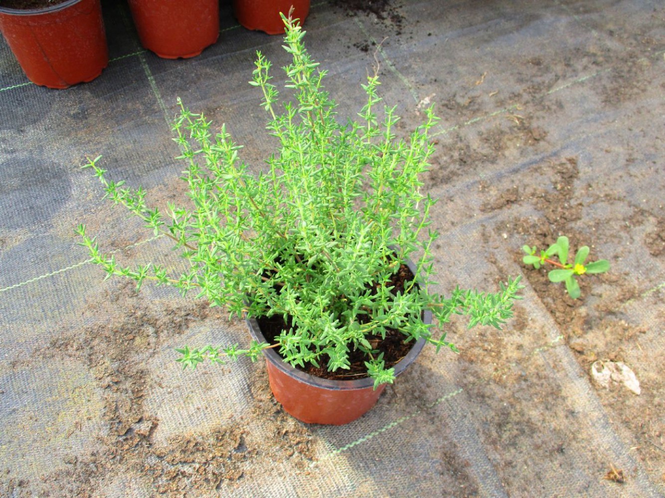 SAKSIDA KEKİK 20 ADET - Mutfakta Balkonda Hazır Taze Kekik