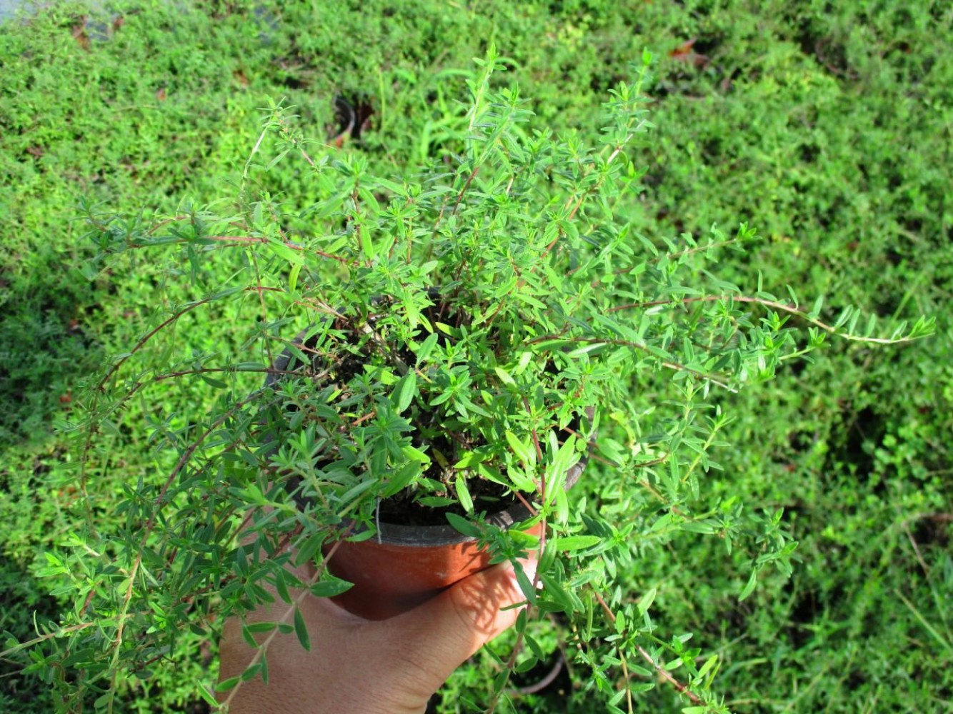 SAKSIDA KEKİK 20 ADET - Mutfakta Balkonda Hazır Taze Kekik