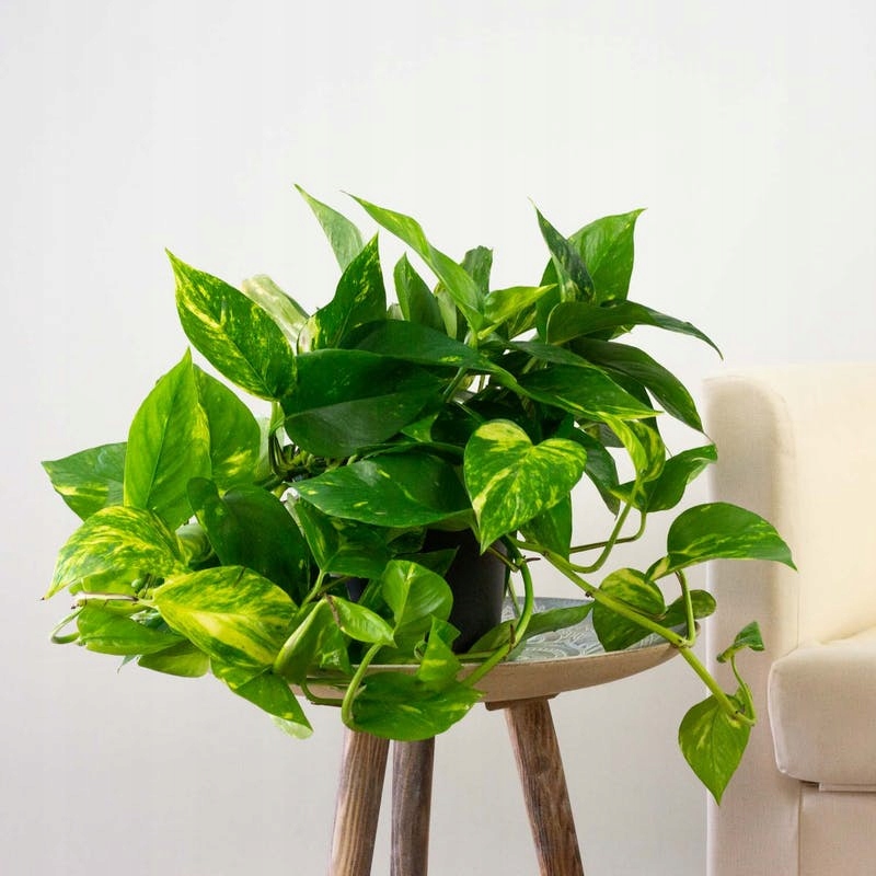 SALON SARMAŞIĞI POTHOS - HEDİYELİK EV OFİS BİTKİSİ