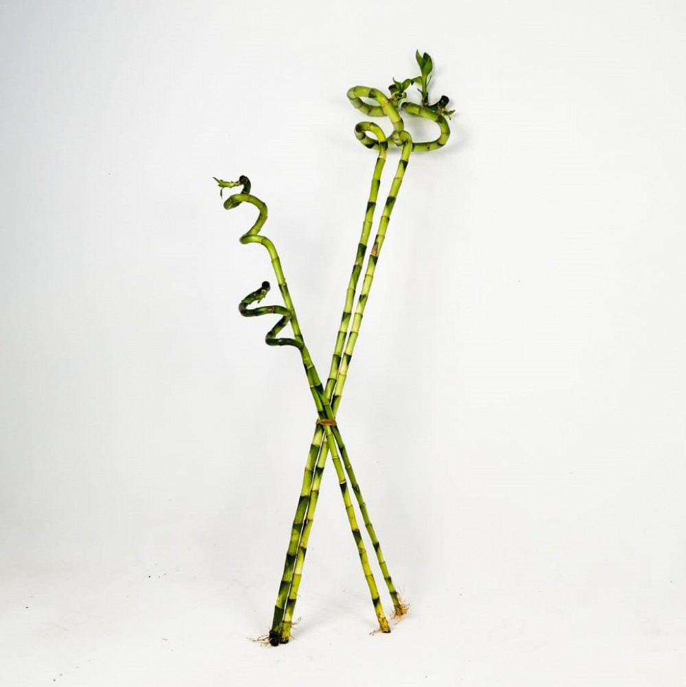 ŞANS BAMBUSU 3 ADET - 1 METRE LUCKY BAMBOO