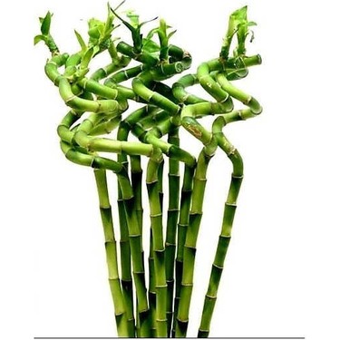 ŞANS BAMBUSU 3 ADET - 1 METRE LUCKY BAMBOO