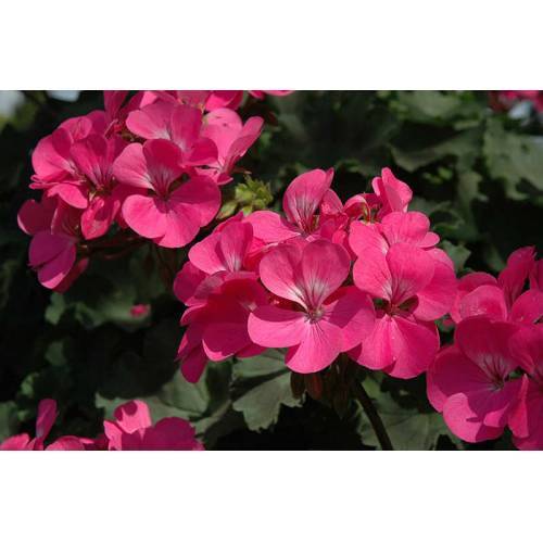 SARDUNYA 5 ADET - SAKSIDA PEMBE RENK