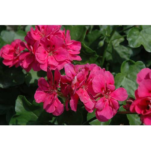 SARDUNYA  - SAKSIDA PEMBE RENK 10 ADET